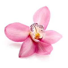 Foto op Aluminium Roze orchidee, close-up © Mariyana M