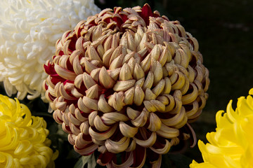 Closeup of  brown and red Dahlia Flower   