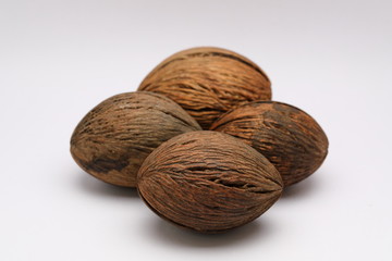Cerbera odollam,pong pong seed