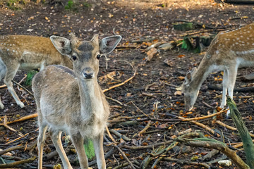 deer in a forest