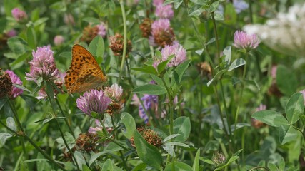 Butterfly on a flower of red clover.
