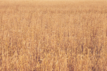 Yellow field of ripe wheat or rye on a sunny summer day