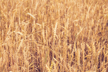 Yellow field of ripe wheat or rye on a sunny summer day