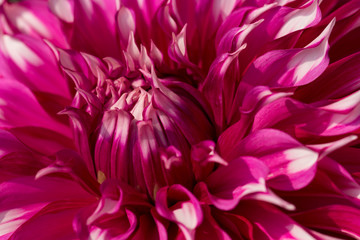 Obraz premium Closeup of Pink and white Dahlia Flower 
