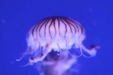beautiful jellyfish in a large aquarium in the aquarium