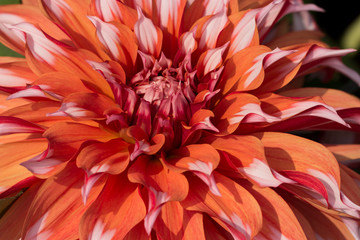 Closeup of  Orange and white Dahlia Flower   