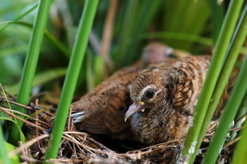 Geopelia striata,zebra dove in the nest