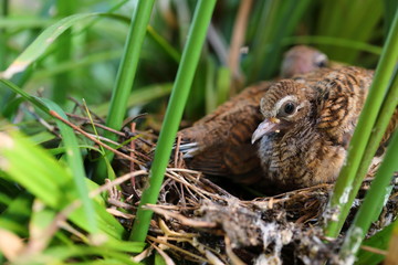Geopelia striata,zebra dove in the nest
