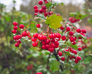 Bunches of viburnum after rain outdoors, autumn day