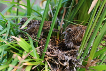 Geopelia striata,zebra dove in the nest