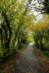 Fototapeta na wymiar Tree lined path in autumn colours