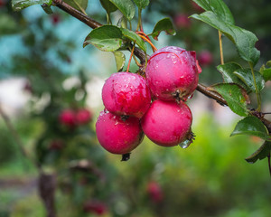 Bunch of red apples on a branch in the home garden in the raindrops