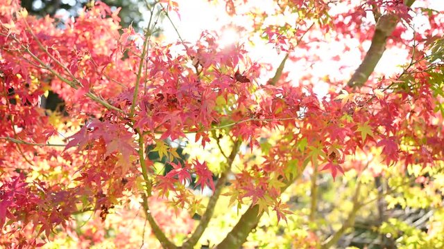 秋のイメージに使える紅葉の背景 4K動画