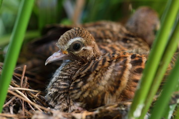Geopelia striata,zebra dove in the nest
