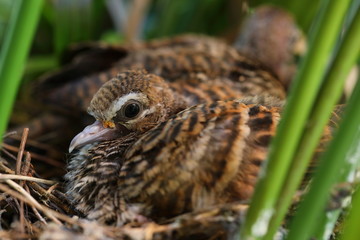 Geopelia striata,zebra dove in the nest