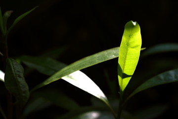 Young leaves with sunlight