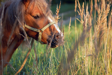 Portrait of an young beautiful pony colt grazing on the meadow in the rays of the setting sun