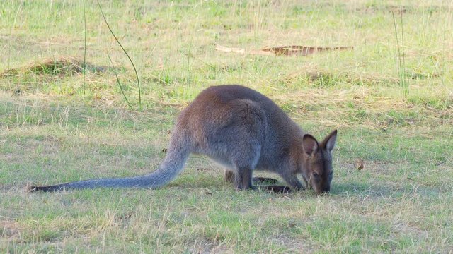 The red-necked wallaby or Bennetts wallaby (Macropus rufogriseus) is a medium-sized macropod marsupial, common in the more temperate and fertile parts of eastern Australia, including Tasmania.