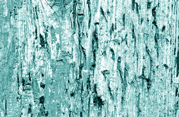 Fototapeta premium Grunge weathered wooden plank surface in cyan tone.