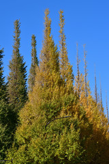 Fototapeta na wymiar 青空を背景にして、黄葉し始めたイチョウの樹の並木の梢をローアングルで撮影した写真
