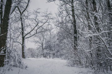 trees in a fairy tale park covered with white creaking fluffy snow cold frosty winter all around fabulous white