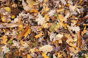 autumn leaves on ground