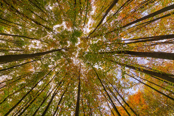Looking up in a beech tree forest in autumn. Low angle shot.