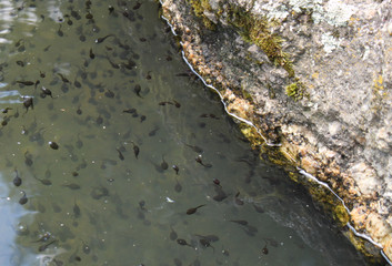 Tadpole polliwog swims in water