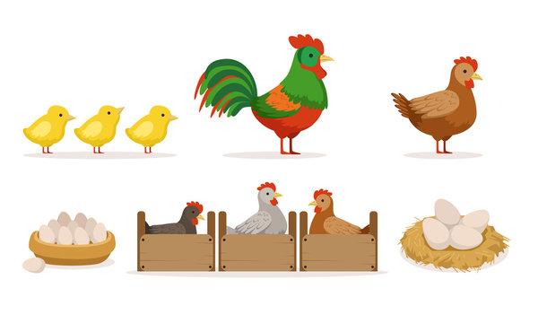 Poultry Farm With Hens In Crates, Rooster, Eggs And Chickens Vector Illustration Set Isolated On White Background