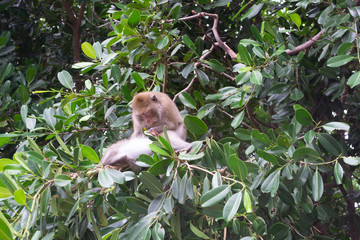 One macaque monkey grooming another 