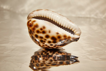 shell sea studio closeup pattern conch