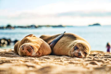 Foto op Canvas Galapagos, Ecuador © marziafra
