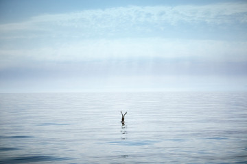 calm sea blue sky bird silence horizon   