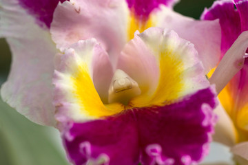 Closeup of  white and violet Phalaenopsis Orchid Nobile Orchid, macro photography