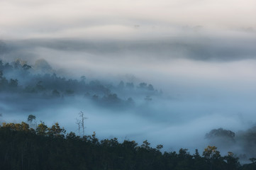 Fog over forest.