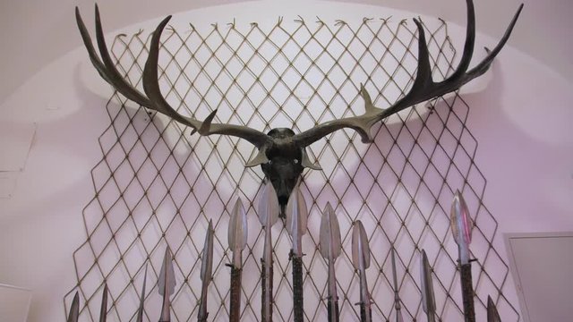 Vintage spears weapon old ancient military war hunting steel arms and trophy deer head with big horns