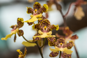 Closeup of  yellow Phalaenopsis Orchid Nobile Orchid, macro photography