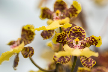 Closeup of  textured Phalaenopsis Orchid Nobile Orchid, macro photography