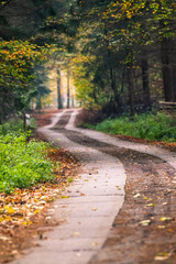 Waldweg Straße im Herbst, Herbstwald