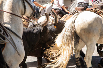 Obraz premium course de taureaux