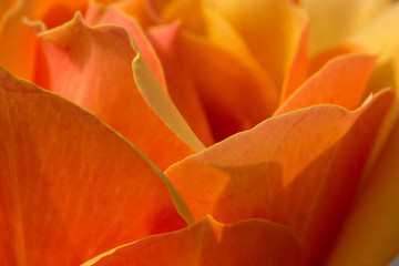 Closeup of safron Rose.