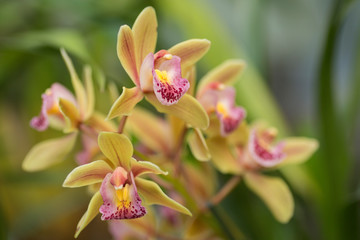orchid on green background