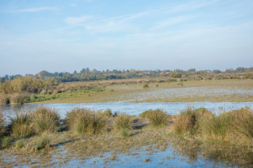 camargues