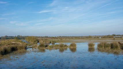 camargues