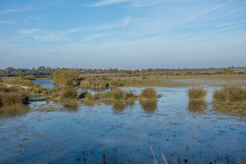 camargues