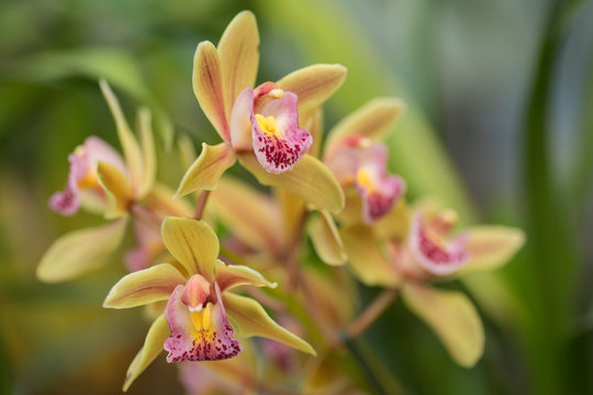 Green cymbidium orchid on green background
