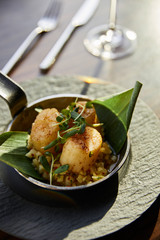 delicious grilled scallops served in pan with microgreens in sunlight