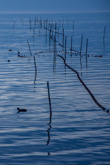 camargues