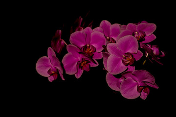 Pink butterfly orchid on a black background