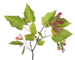 maple tree branch with red samara isolated on white